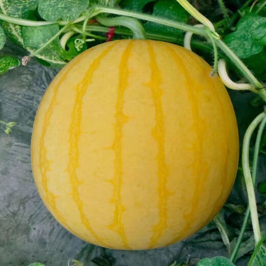 Huangmeiren watermelon seeds, yellow-skinned sweet king, early-maturing watermelon seeds, southern fruits, spring and four seasons vegetable seeds, Huangmeiren watermelon seeds, 1 pack of about 20 seeds