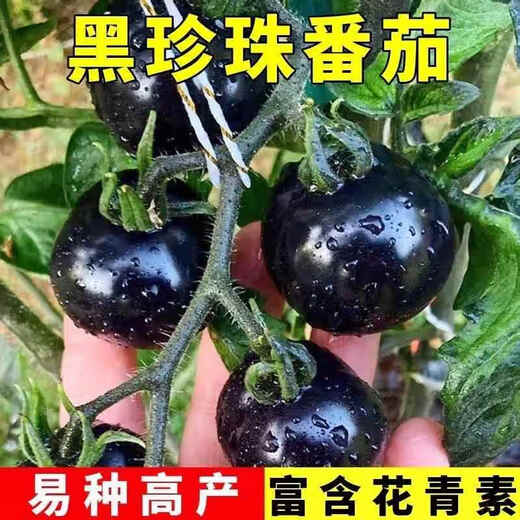 Sugar water black pearl black tomato seeds black persimmon small tomato seeds cherry tomatoes balcony potted fruit and vegetable seeds black gem tomato seeds 50 pieces trial type