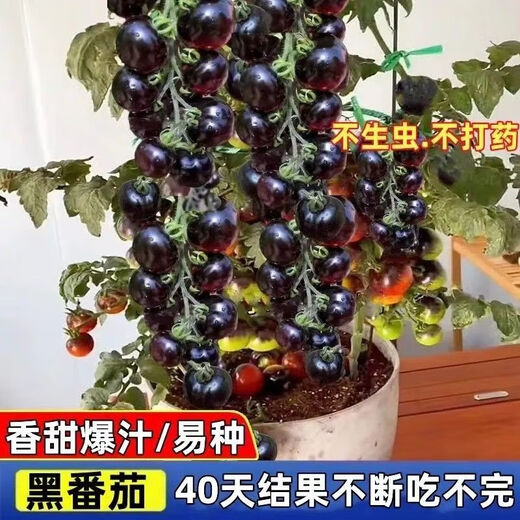 Black Tomato Seeds, Waterfall Tomatoes, Black Pearl Tomatoes, Small Tomato Seeds, Potted Cherry Tomato Fruit Seeds, Black Falls Cherry Tomato Seeds/pack, about 200 capsules, 5 packs