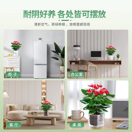 Aiyoushang anthurium potted flower plant indoor radiation protection air purification flower desktop small plant source straight hair