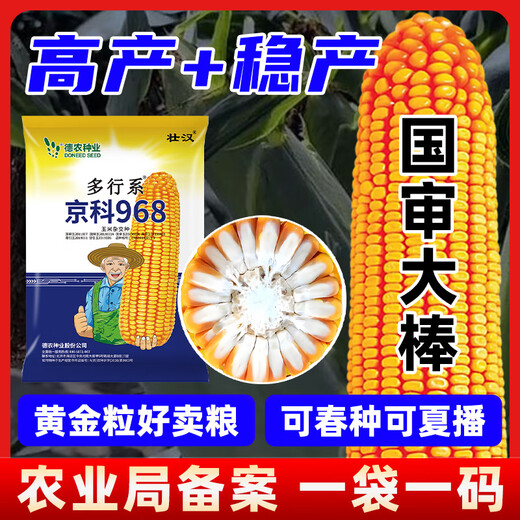 Zhuanghan National Approval Upgraded Corn Seed Big Stick High Yield Resistance to Lodging, Drought and Disease Resistance High Germination Rate Grain Pressing Scale Academy of Agricultural Sciences Baogu National Approval Damaya 3950 grains High Yield Grain Pressing Scale