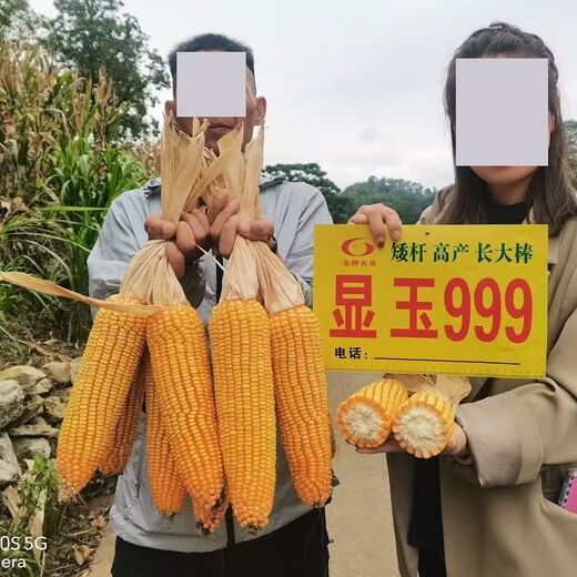 Манюань Тяньнун Сяньюй 999 низкостебельные высокоурожайные гибридные семена кукурузы Юньнань-Гуйчжоу-Сычуань красный и белый вал с большой палкой устойчивые к болезням и насекомым семена кукурузы устойчивые к болезням и устойчивые к насекомым Сяньюй 999 10 мешков оригинальные подлинные новые виды 2Цзиньцзинь, равный 0,5 кг / мешок