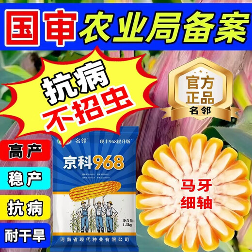 Rose Jingke 968 corn seeds, high yield, double sticks, low stems, lodging resistance, disease resistance, drought resistance and waterlogging resistance, genuine national approved white shaft, new species promotion, genuine 6Jin Jin equal to 0.5kg, can be planted on 2.2 acres of land + nutritional coating