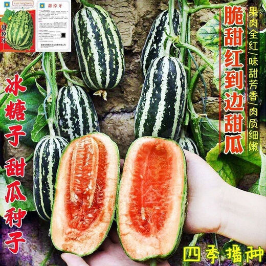 Sweet toothless rock sugar melon seeds, four-season high-yielding garden balcony potted fruit seeds, rock sugar melon seeds, sweet toothless seeds/pack of about 100 capsules, 5 packs