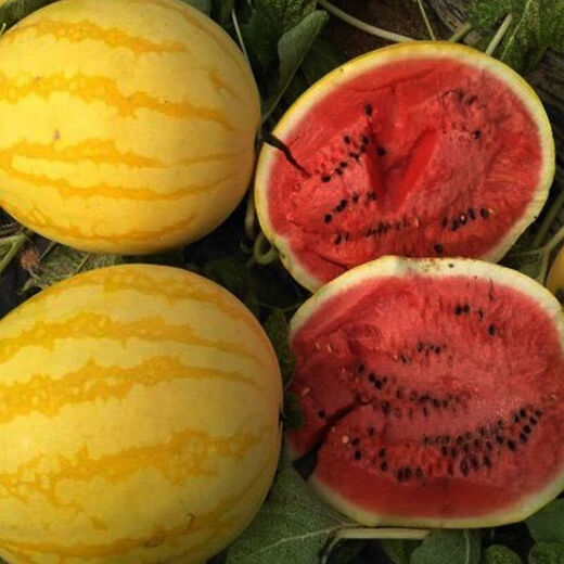 Huangmeiren watermelon seeds, yellow-skinned sweet king, early-maturing watermelon seeds, southern fruits, spring and four seasons vegetable seeds, Huangmeiren watermelon seeds, 1 pack of about 20 seeds