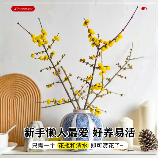Linya wax plum flowers water-cultured fresh-cut flowers wax plum New Year's Eve flowers hydroponic plants with buds 80cm 12 branches straight from the source