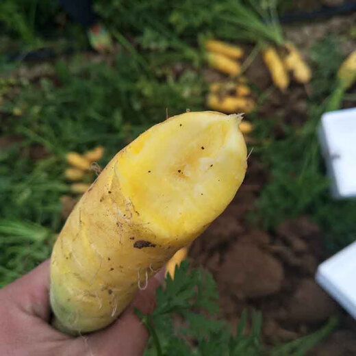 Shanxi Yuncheng yellow carrots fresh carrot vegetables