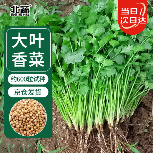 Northern vegetable coriander seed seedlings old varieties four-season potted large-leaf coriander balcony rapeseed large-leaf coriander seed 600 capsules