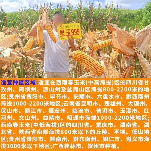 Манюань Тяньнун Сяньюй 999 низкостебельные высокоурожайные гибридные семена кукурузы Юньнань-Гуйчжоу-Сычуань красный и белый вал с большой палкой устойчивые к болезням и насекомым семена кукурузы устойчивые к болезням и устойчивые к насекомым Сяньюй 999 10 мешков оригинальные подлинные новые виды 2Цзиньцзинь, равный 0,5 кг / мешок