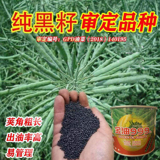 Spring and Autumn Golden Oil 999 Rapeseed Seed Certified High Yield Oil King Oil Pure Short Stem Early Mature Black Seed Resistant to Cold and Drought Resistant Golden Oil 999 Rapeseed Seed 5 cans about 500g