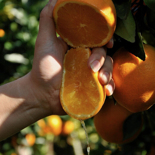 Naranjas Navel Gannan, huerto propio, auténticas naranjas Navel Jiangxi Gannan con hojas, recién recolectadas, directamente de origen SF, ricas en aroma a naranja, peso (10) Jin Jin igual a 0,5 kg, fruta con hojas de 70-79 mm de calidad media alta