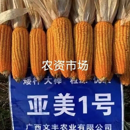 Corn hybrid seed approved Yamei No. 1 hard corn soil corn chicken eating corn big cob shaft fine grain long original 1 pack
