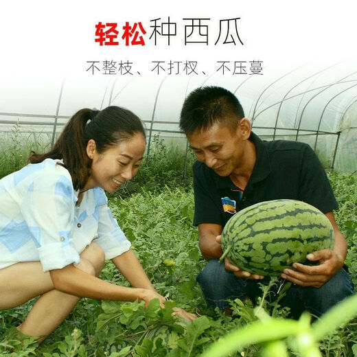 Watermelon Set, Watermelon Seeds, Watermelon Balcony Potted Plants, Farmhouse Garden Melon Seeds, Lazy Man King Watermelon Seeds, 2 packs, about 100 pieces