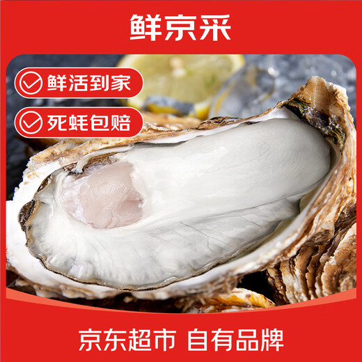 Fresh Jingcai Fresh Oysters 6XL Net weight 5Jin Jin is equal to 0.5kg 6-8 oysters Fresh to your home Fresh seafood Straight from the source
