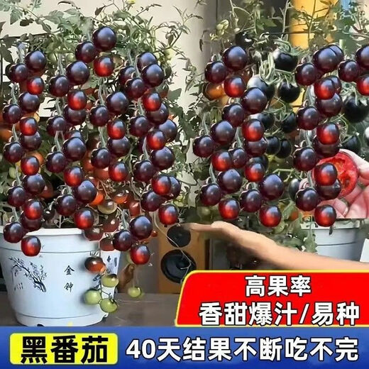 Black Tomato Seeds, Waterfall Tomatoes, Black Pearl Tomatoes, Small Tomato Seeds, Potted Cherry Tomato Fruit Seeds, Black Falls Cherry Tomato Seeds/pack, about 200 capsules, 5 packs