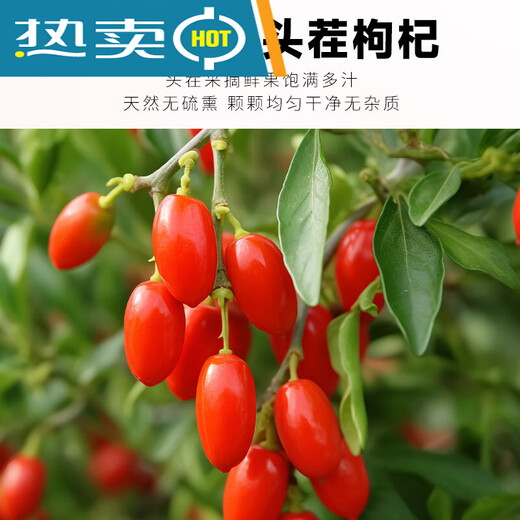 胖东来代购特级红枸杞子宁夏正宗无硫枸杞补阳泡茶泡酒煲汤养肝 [250g]特级大果红枸杞1罐 2025新货头茬有机枸杞