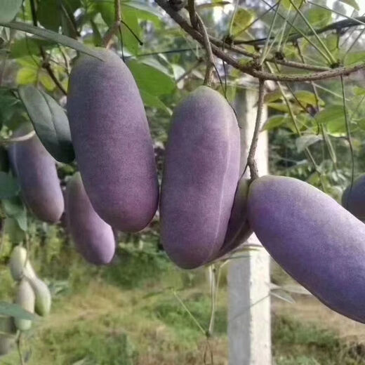 August melon, August fried seeds, new dietary fiber seeds, four-season climbing vines, balcony potted edible fruit seeds, August melon seeds/pack, about 20 capsules, 5 packs