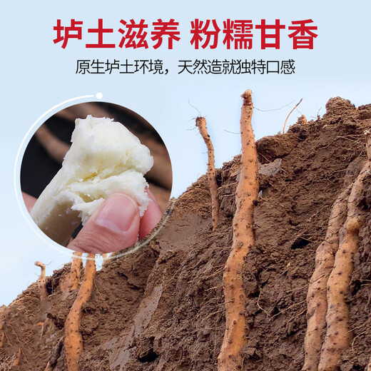 Zhang Baoshan, Jiaozuo, Henan, cultivates yam with iron rods in loam soil and ancient methods. Carefully selected 5 Jin Jin is equal to 0.5 kg. Net weight. Straight from the source.