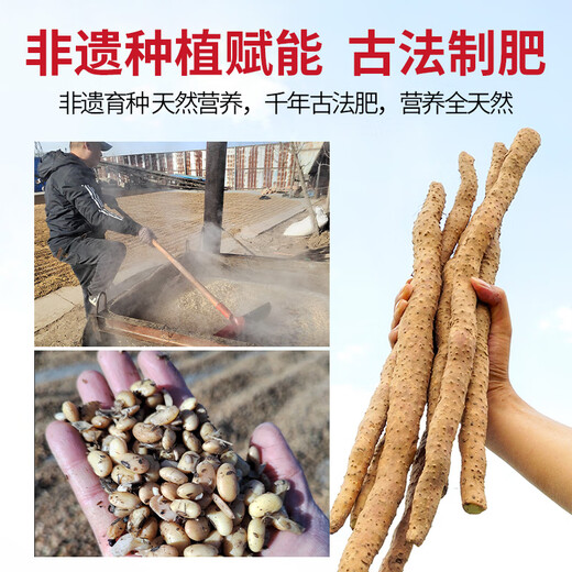 Zhang Baoshan, Jiaozuo, Henan, cultivates yam with iron rods in loam soil and ancient methods. Carefully selected 5 Jin Jin is equal to 0.5 kg. Net weight. Straight from the source.