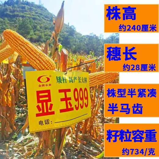 Манюань Тяньнун Сяньюй 999 низкостебельные высокоурожайные гибридные семена кукурузы Юньнань-Гуйчжоу-Сычуань красный и белый вал с большой палкой устойчивые к болезням и насекомым семена кукурузы устойчивые к болезням и устойчивые к насекомым Сяньюй 999 10 мешков оригинальные подлинные новые виды 2Цзиньцзинь, равный 0,5 кг / мешок