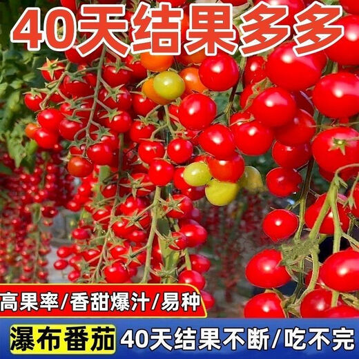 Sweet and juicy waterfall cherry tomato seeds, cherry tomato seeds for sowing potted vegetables in all seasons, red waterfall cherry tomato seeds/pack, about 200 capsules, 1 pack