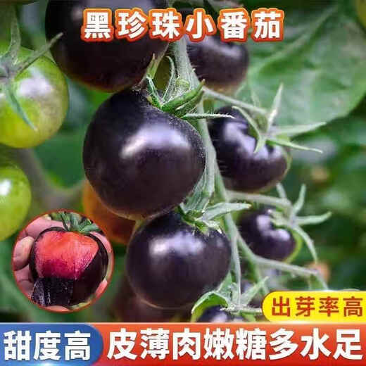Sugar water black pearl black tomato seeds black persimmon small tomato seeds cherry tomatoes balcony potted fruit and vegetable seeds black gem tomato seeds 50 pieces trial type