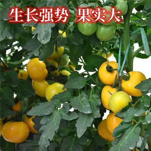 Rhubarb persimmon seeds, yellow tomato seeds, yellow imperial concubine tomato seeds, Northeast large fruit spring vegetable seeds, rhubarb tomato seeds/pack, about 200 capsules, 2 packs
