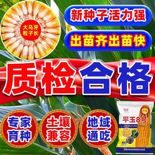 Complete collection of corn seeds, new varieties of short-stem Academy of Agricultural Sciences, resistant to lodging, rust resistance, and drought resistance, high-quality original corn. Complete collection of corn seeds, new varieties of short-stem Academy of Agricultural Sciences, resistant to lodging, rust, and drought resistance, high-quality original corn seeds.