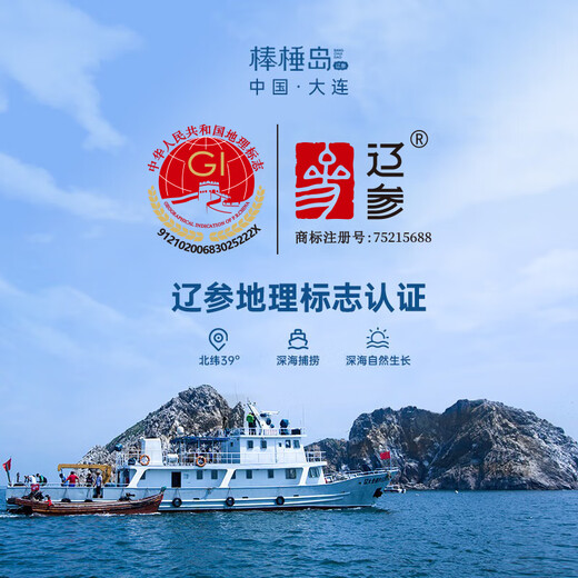 棒棰岛大连有机冷冻海参300g 6-8只独立包装固形物85% 解冻加热即食辽参