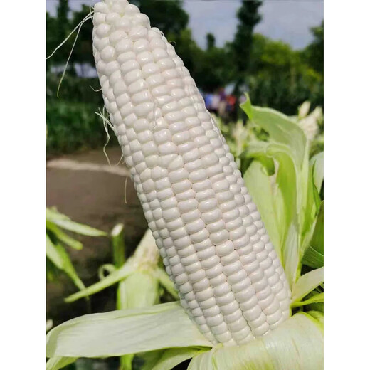 Семена сладкой и восковой кукурузы, австралийские сладкие и восковые 75 очень больших палочек, хороший вкус, высокая урожайность и устойчивость к болезням, фермерские весенние и осенние семена белой восковой кукурузы, сладкие и восковые семена кукурузы Xin'ao 75, оригинальные 200 г