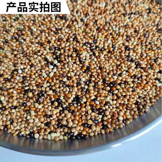 Tianchong Yineng boutique tiger skin peony and black phoenix feed (new food) small and medium-sized parrot bird food five-color millet mixed nutritional food parrot full price mixed nutritional food 1000g
