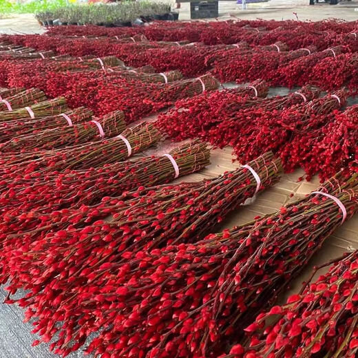 Silver willow real flowers, fresh branches, New Year's Eve flowers, red dried flowers, blessing bucket, silver willow, hydroponic plants, flowers, living room interior decoration, high-quality A-grade silver willow festive red 45 cm, 20 pieces + 2 small lanterns