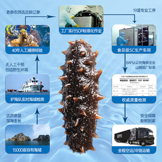 棒棰岛大连有机冷冻海参300g 6-8只独立包装固形物85% 解冻加热即食辽参