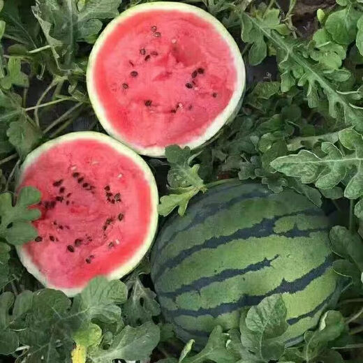 Watermelon set, watermelon seeds, watermelon balcony potted farmhouse garden melon seeds, various types of rock sugar unicorn watermelon seeds, 1 pack, about 50 pieces