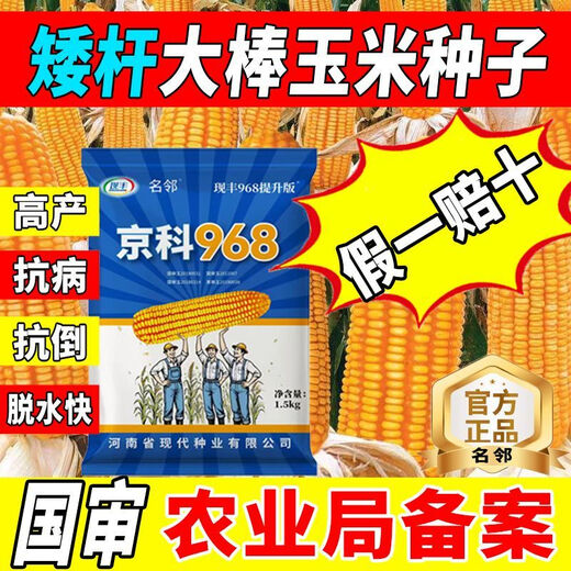 Rose Jingke 968 corn seeds, high yield, double sticks, low stems, lodging resistance, disease resistance, drought resistance and waterlogging resistance, genuine national approved white shaft, new species promotion, genuine 6Jin Jin equal to 0.5kg, can be planted on 2.2 acres of land + nutritional coating