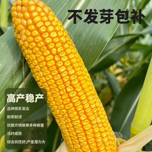 Сезон роз. Подлинные супервысокоурожайные семена кукурузы Jinyuan Dr. Yubang 767, импортированные без покрытия, обладающие комплексной устойчивостью и сильными семенами Dr. Bang 767, три мешка.