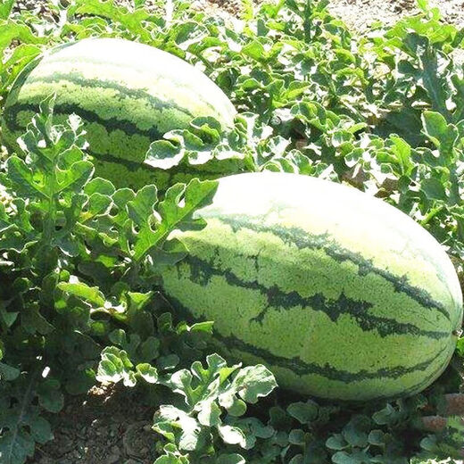 Watermelon Set, Watermelon Seeds, Watermelon Balcony Potted Plants, Farmhouse Garden Melon Seeds, Lazy Man King Watermelon Seeds, 2 packs, about 100 pieces