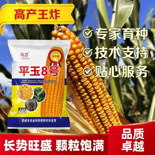 Complete collection of corn seeds, new varieties of short-stem Academy of Agricultural Sciences, resistant to lodging, rust resistance, and drought resistance, high-quality original corn. Complete collection of corn seeds, new varieties of short-stem Academy of Agricultural Sciences, resistant to lodging, rust, and drought resistance, high-quality original corn seeds.