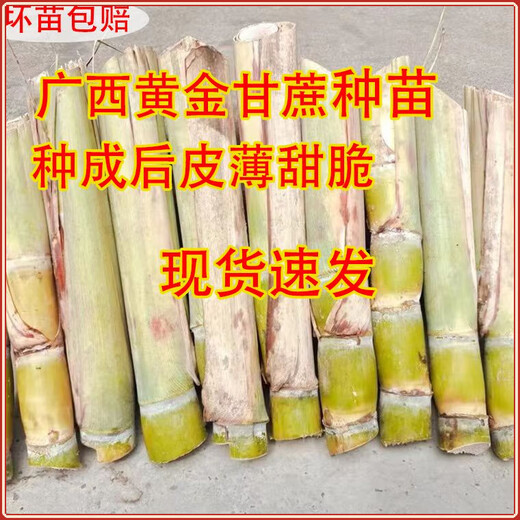 Guangxi's golden sugarcane can be planted in trays in all seasons and is easy to grow. Yellow-skinned and green-skinned sugarcane seedlings are sweet and crispy. 10 golden sugarcane seedlings are 20. 10 golden sugarcane seedlings are 3-5 buds/root. Free planting method.
