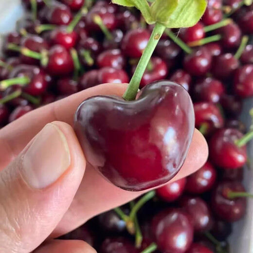 Fenlan Chilean cherries JD SF Express - next-day delivery to many places Imported large cherry gift box New Year's Day gift fruit 3Jin Jin equals 0.5kg (net weight) Extra large fruit 3J grade 30mm+