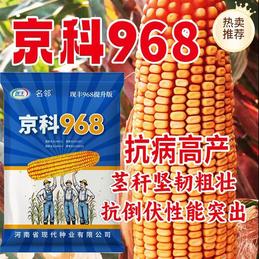 Rose Jingke 968 corn seeds, high yield, double sticks, low stems, lodging resistance, disease resistance, drought resistance and waterlogging resistance, genuine national approved white shaft, new species promotion, genuine 6Jin Jin equal to 0.5kg, can be planted on 2.2 acres of land + nutritional coating