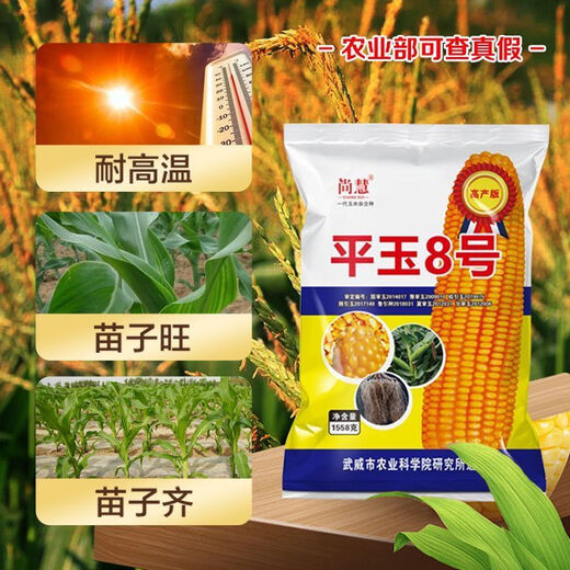 Complete collection of corn seeds, new varieties of short-stem Academy of Agricultural Sciences, resistant to lodging, rust resistance, and drought resistance, high-quality original corn. Complete collection of corn seeds, new varieties of short-stem Academy of Agricultural Sciences, resistant to lodging, rust, and drought resistance, high-quality original corn seeds.