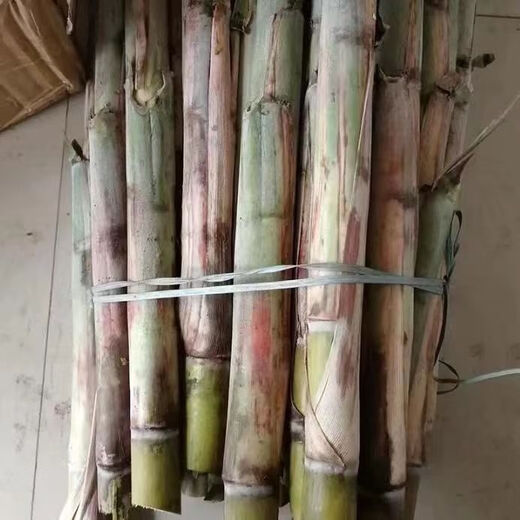 Guangxi's golden sugarcane can be planted in trays in all seasons and is easy to grow. Yellow-skinned and green-skinned sugarcane seedlings are sweet and crispy. 10 golden sugarcane seedlings are 20. 10 golden sugarcane seedlings are 3-5 buds/root. Free planting method.