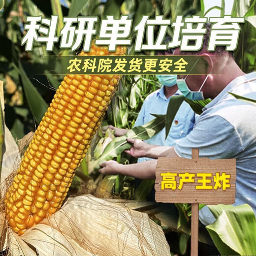 Complete collection of corn seeds, new varieties of short-stem Academy of Agricultural Sciences, resistant to lodging, rust resistance, and drought resistance, high-quality original corn. Complete collection of corn seeds, new varieties of short-stem Academy of Agricultural Sciences, resistant to lodging, rust, and drought resistance, high-quality original corn seeds.