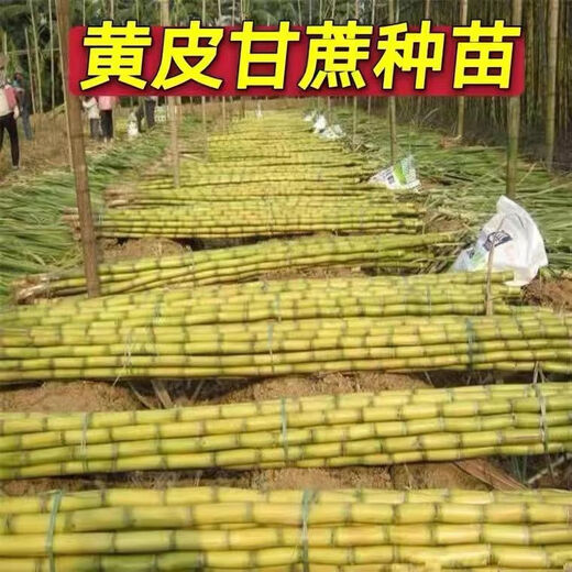 Guangxi's golden sugarcane can be planted in trays in all seasons and is easy to grow. Yellow-skinned and green-skinned sugarcane seedlings are sweet and crispy. 10 golden sugarcane seedlings are 20. 10 golden sugarcane seedlings are 3-5 buds/root. Free planting method.