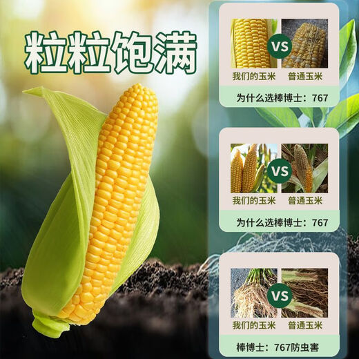 Сезон роз. Подлинные супервысокоурожайные семена кукурузы Jinyuan Dr. Yubang 767, импортированные без покрытия, обладающие комплексной устойчивостью и сильными семенами Dr. Bang 767, три мешка.
