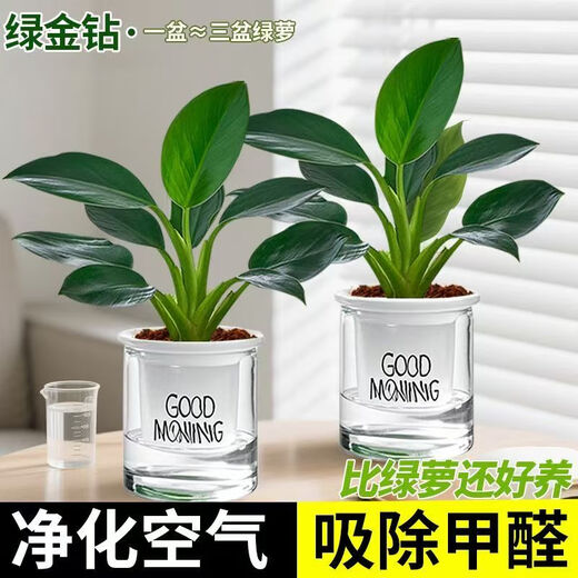 Buy one get one free and get 2 pots of large leaf golden diamond green princess potted hydroponic plants in the office bedroom and living room big leaf golden diamond buy one get one free with absorbent basin