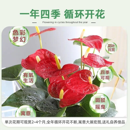 Aiyoushang anthurium potted flower plant indoor radiation protection air purification flower desktop small plant source straight hair