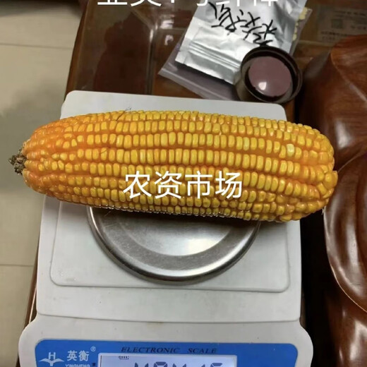 Corn hybrid seed approved Yamei No. 1 hard corn soil corn chicken eating corn big cob shaft fine grain long original 1 pack