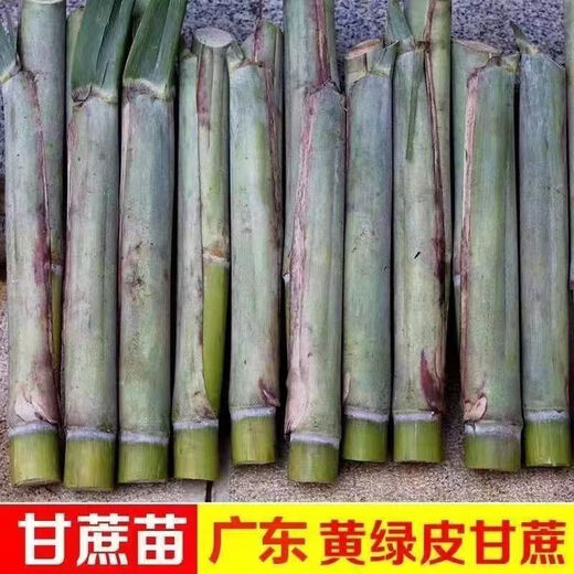 Guangxi's golden sugarcane can be planted in trays in all seasons and is easy to grow. Yellow-skinned and green-skinned sugarcane seedlings are sweet and crispy. 10 golden sugarcane seedlings are 20. 10 golden sugarcane seedlings are 3-5 buds/root. Free planting method.